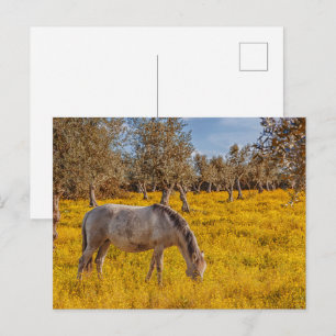 Horse grazing in a yellow flowers meadow postcard