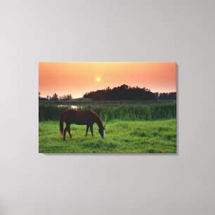 Horse Grazing in Field at Sunset Near Edmonton, Canvas Print