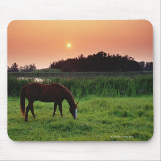 Horse Grazing in Field at Sunset Near Edmonton, Mouse Pad