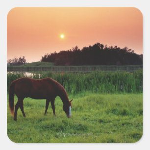 Horse Grazing in Field at Sunset Near Edmonton, Square Sticker
