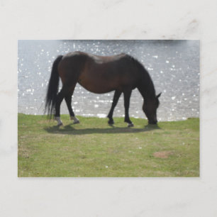Horse grazing in front of the sunlit lake postcard