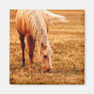 Horse Grazing Magnet