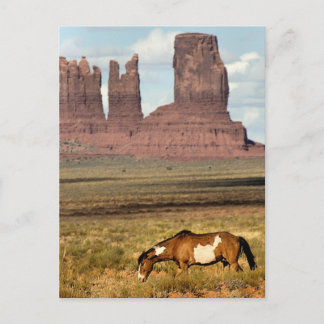 Horse Grazing, Monument Valley, UT Postcard