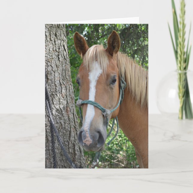 Horse Greeting Card (Front)