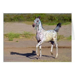 Horse greeting cards