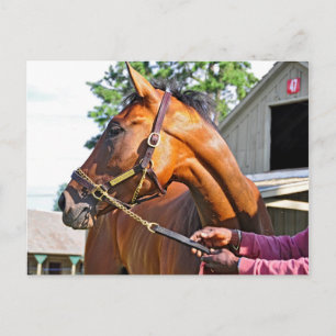 Horse Haven Barn  #47 at Saratoga Postcard