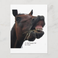 Horse: Hay!