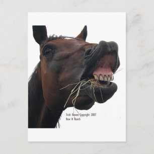 Horse: Hay! Postcard