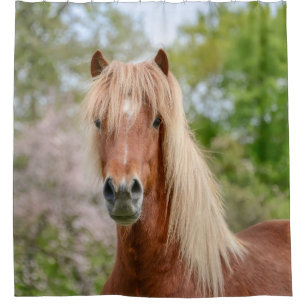 Horse Head Aegidienberger cross Icelandic and Paso