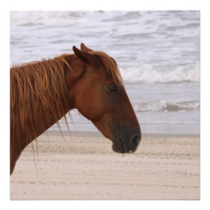 Horse head on the beach Outer Banks North Carolina Photo Print
