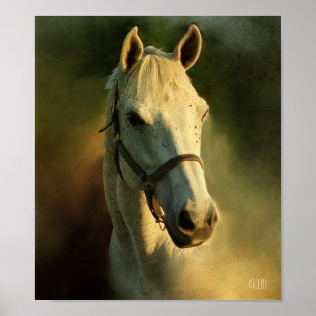 horse head portriat poster (Front)