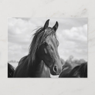 horse head postcard