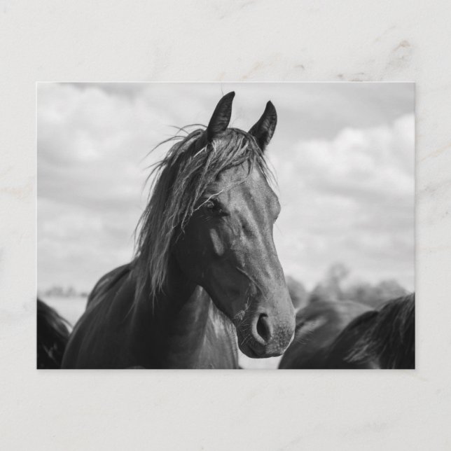 horse head postcard (Front)