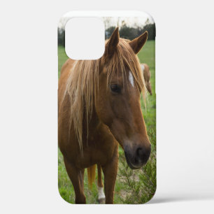Horse Hello iPhone Case