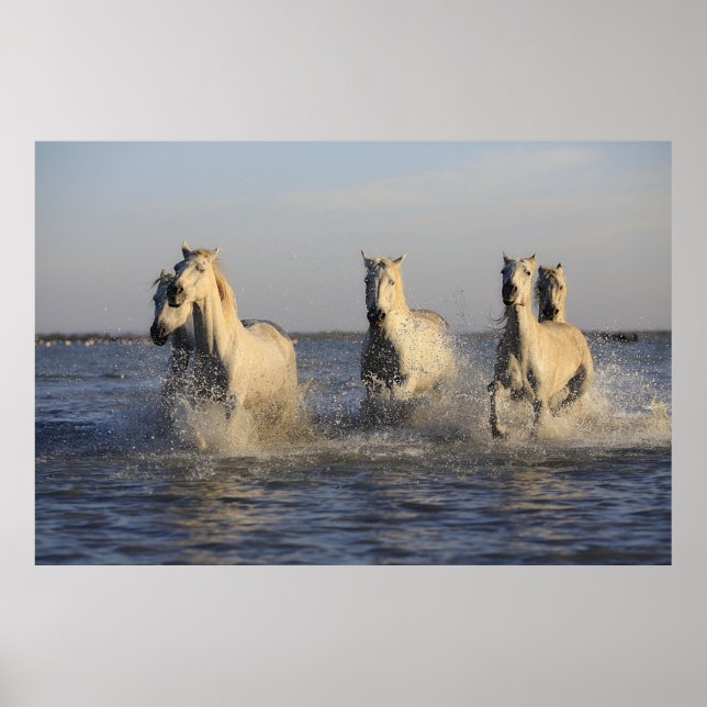 horse herd poster (Front)