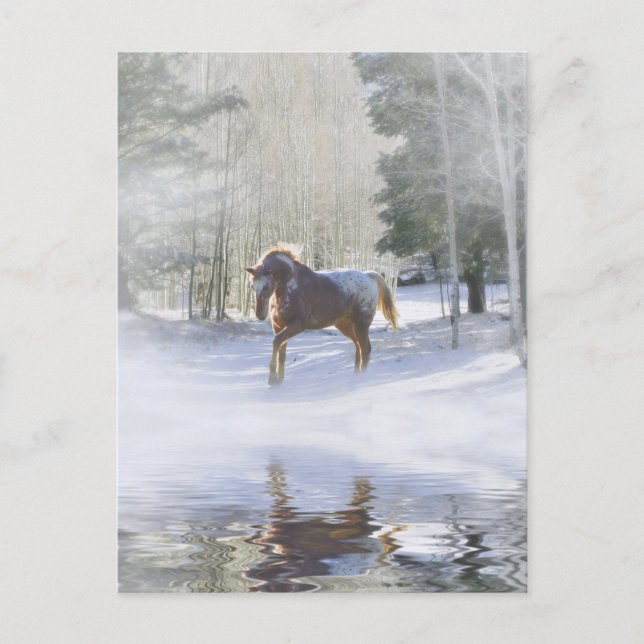 Horse Holiday Postcard (Front)