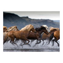 Horse Horse, Poster Paper (matte)