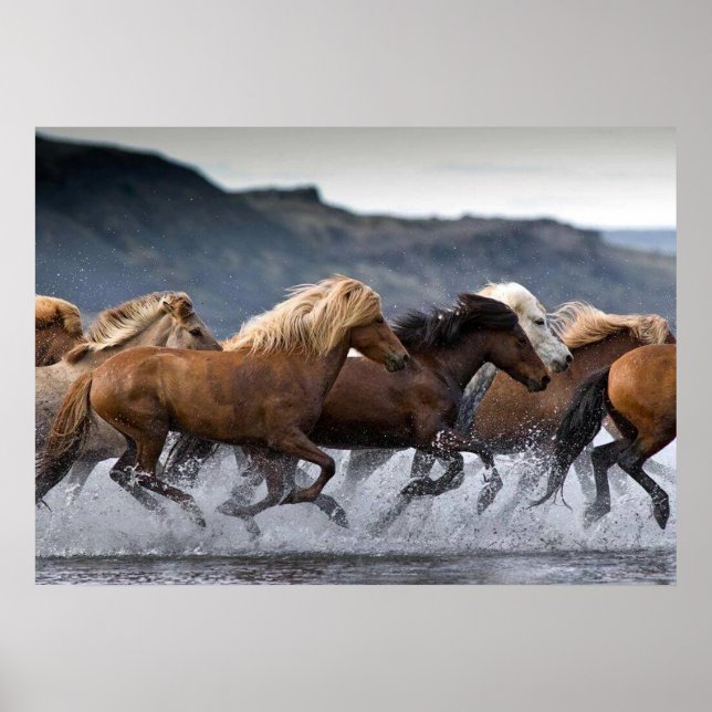 Horse Horse, Poster Paper (matte) (Front)