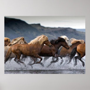 Horse Horses, Poster Paper (mat)