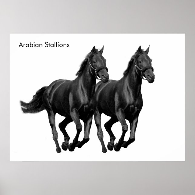 Horse image for Poster (Front)