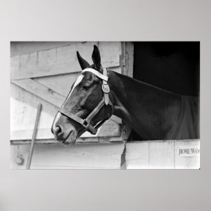 Horse in Black and White, Vintage Photography Poster