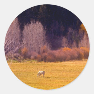 Horse In Fall I Classic Round Sticker