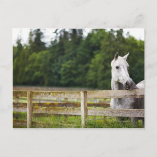 Horse in field looking over fence postcard
