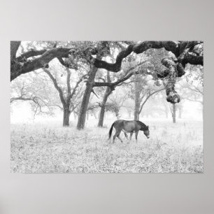 Horse In Foggy Field Of Oaks Poster