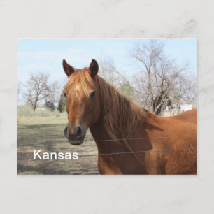 Horse in Kansas Postcard