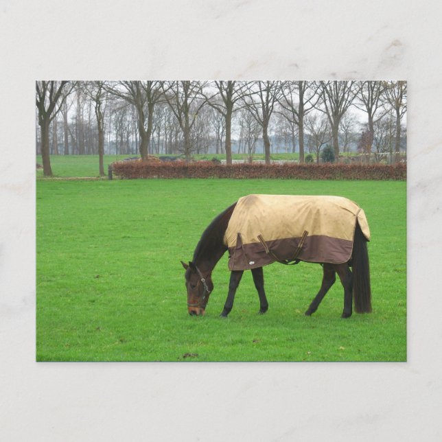 Horse in Meadow Postcard (Front)