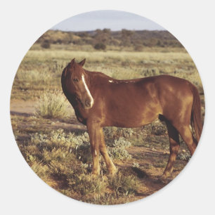 Horse in Pasture Classic Round Sticker