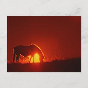 Horse in Red Sunset Postcard