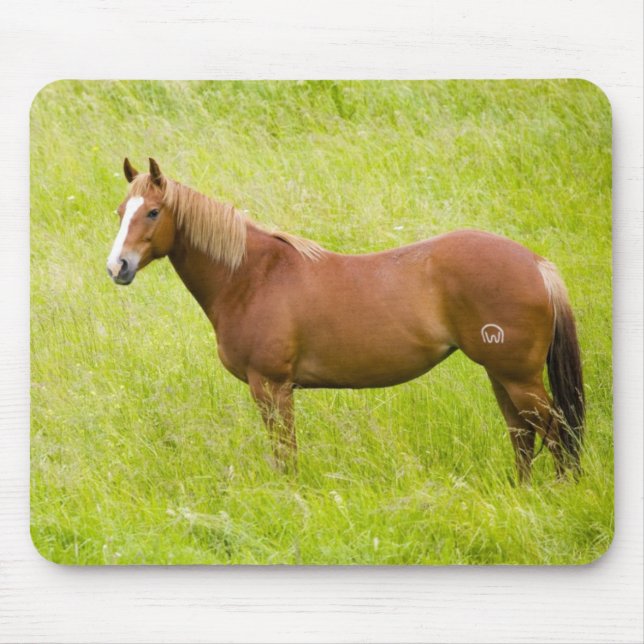 Horse in Spring Field Mouse Pad (Front)