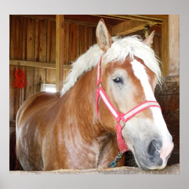 Horse in stable 1 poster (Front)