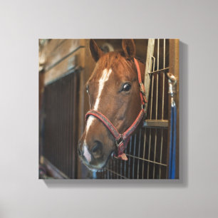 Horse in stall canvas print