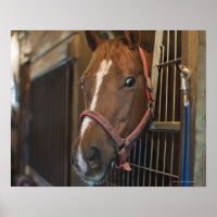 Horse in stall