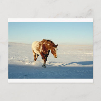 horse in the snow postcard