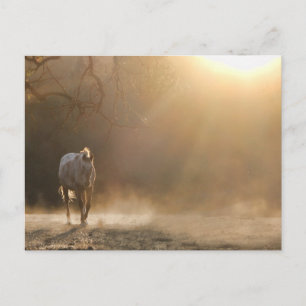 Horse in the sunlight postcard