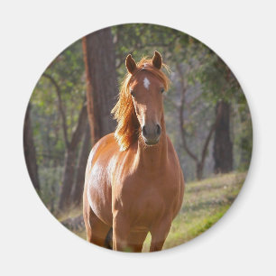 Horse In The Woods Magnet