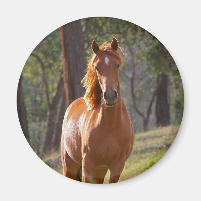 Horse In The Woods Magnet (Front)