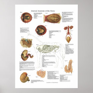Horse Internal Organs Anatomy Veterinary Chart