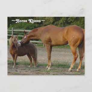 Horse Kisses Postcard