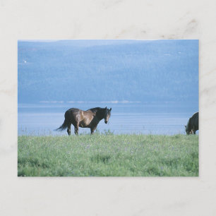 Horse, Lake, and Mountain Scene Postcard