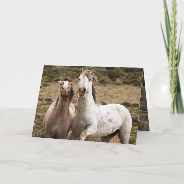 Horse Laugh Wild Horse Greeting Card (Front)