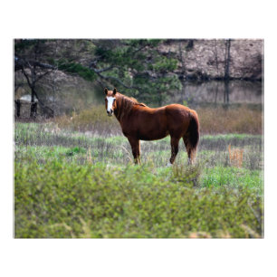 Horse looking back photo print