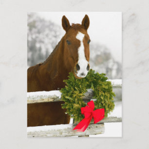 Horse looking over fence postcard