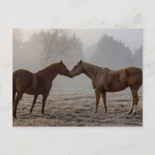 Horse Love Postcard
