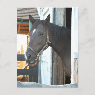 Horse Love Postcard