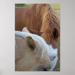 Horse Love Poster