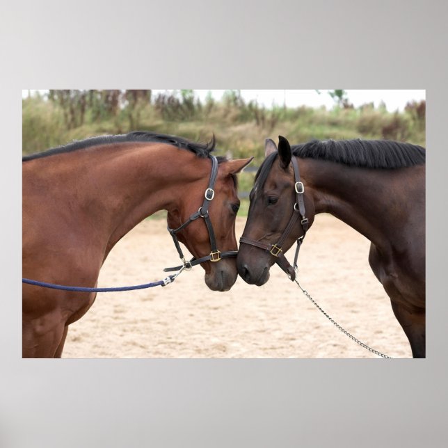 horse love poster (Front)